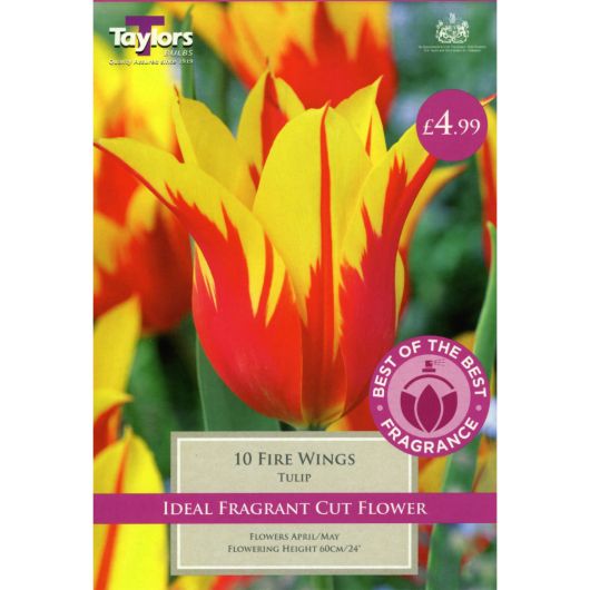 Tulip Fire Wings - Pre-order
